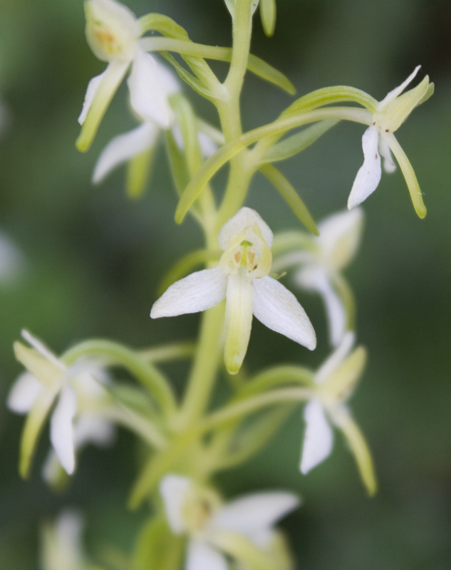 Platanthera bifolia?